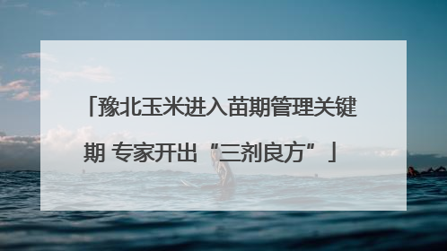 豫北玉米进入苗期管理关键期 专家开出“三剂良方”
