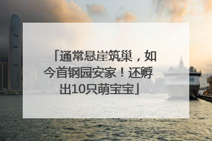 通常悬崖筑巢，如今首钢园安家！还孵出10只萌宝宝