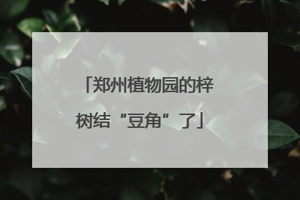 郑州植物园的梓树结“豆角”了