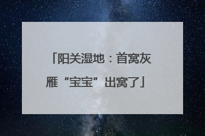 阳关湿地：首窝灰雁“宝宝”出窝了