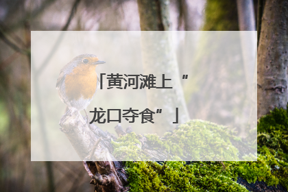 黄河滩上“龙口夺食”