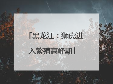 黑龙江：狮虎进入繁殖高峰期