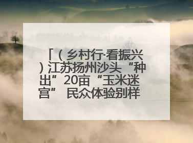 （乡村行·看振兴）江苏扬州沙头“种出”20亩“玉米迷宫” 民众体验别样“田园乐趣”