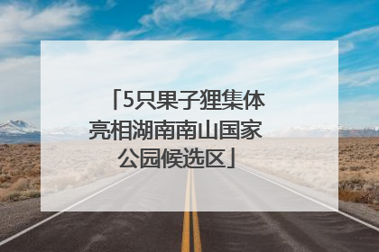 5只果子狸集体亮相湖南南山国家公园候选区